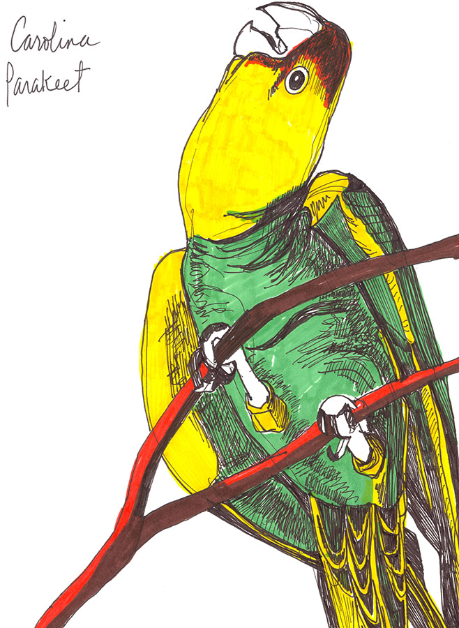 Extinct Bird Drawings