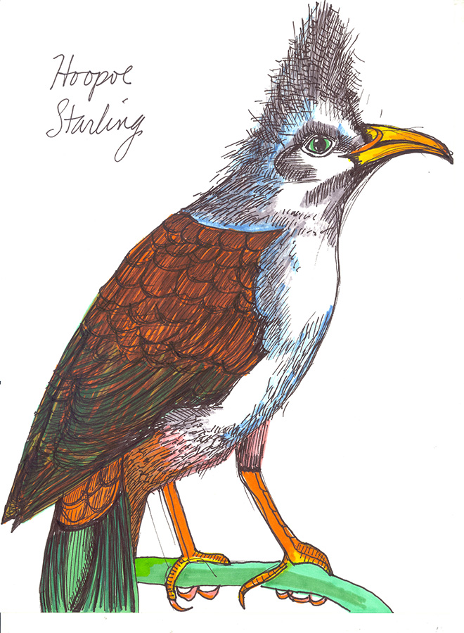 Extinct Bird Drawings
