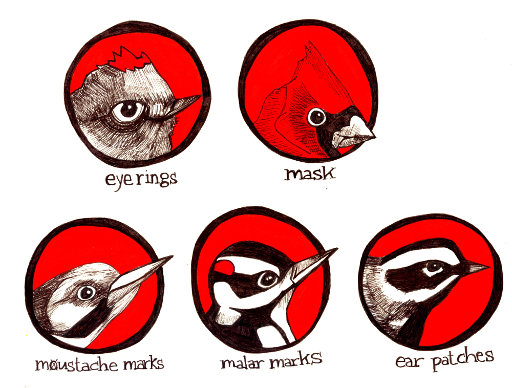 Extinct Bird Drawings