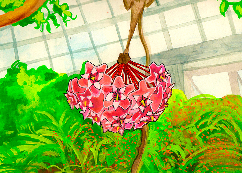 Wax Plant