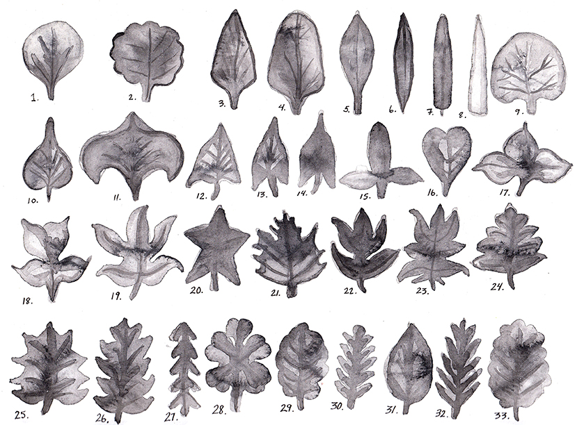 Taxonomy