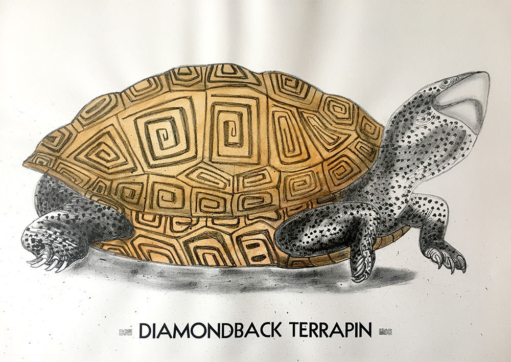 Diamondback Terrapin